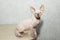 Sphynx cat poses for a photo shoot