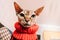 Sphynx cat with a serious muzzle looking down A cute feline pet in a red sweater