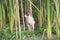 Sphynx cat sits in the reeds in nature during a walk on a summer day