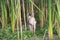 Sphynx cat sits in the reeds in nature during a walk on a summer day