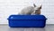 Sphynx cat sitting in a blue litter box.