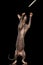 Sphynx Cat Standing on Hind Legs Reaching on Black