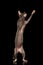 Sphynx Cat Standing on Hind Legs Reaching Paw, Black