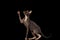 Sphynx Cat Standing on Hind Legs Reaching Paw, Black