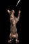 Sphynx Cat Standing on Hind Legs Reaching Paw, Black