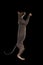 Sphynx Cat Standing on Hind Legs Reaching Paw, Black