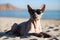 Sphynx cat in sunglasses on the beach near the sea, Generative AI 2
