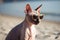 Sphynx cat in sunglasses on the beach near the sea, Generative AI