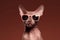 Sphynx cat wearing pink sunglasses on dark brown background.