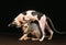 Sphynx Domestic Cat, Adults playing against Black Background