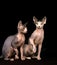 Sphynx Domestic Cat, Adults sitting against Black Background