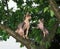 SPHYNX DOMESTIC CAT, ADULTS STANDING IN TREE