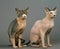 Sphynx Domestic Cat, Hairless Cat, Adult sitting against Grey Background