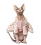 Sphynx dressed (1 year old)