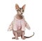 Sphynx dressed (1 year old)