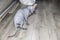 Sphynx gray cat sitting on the floor and washes herself with her paw  Beautiful hairless gray sphynx kitten back view