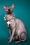 Sphynx hairless cat with beads on a green background