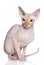 Sphynx hairless cat on a white background