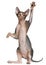 Sphynx kitten, 4 months old, reaching up