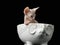 Sphynx kitten in a bowl