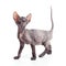 Sphynx kitten or cat isolated