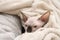Sphynx kitten lying in blankets