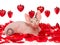 Sphynx kitten on rose petals with red hearts