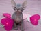 Sphynx kitten sits on a pink blanket with a garland in the form of a heart