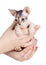 Sphynx kitten sitting in human hands