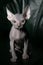 Sphynx kitten upright.