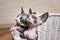 Sphynx Kittens Inside a Basket Looking Up