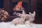 Sphynx kittens playing on the bedspread on the background of the fireplace