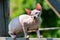 Sphynx male kitten walking outdoors on wooden playing ground of cattery on summer sunny day