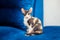 Sphynx mestizo kitten sits on the couch. Long-eared tricolor kitten, brush sphinx