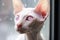 Sphynx Portrait Serenely Gazing through the Rain-Streaked Window