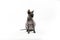 Sphynx pregnant cat. Beautiful gray hairless sphynx cat sit