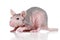 Sphynx rat on a white background
