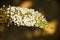 Spicate flowers, Buddleja lindleyana Fortune