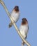 Spice Finches