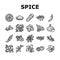 spice food herb leaf icons set vector