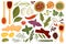 Spice herb set for cooking food, fresh organic spice plant menu in herbal collection