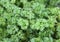 Spice plant: parsley