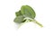 Spice plant: sage leaves salvia officinalis isolated