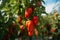 Spice Up Your Garden: A Vibrant Pepper Hanging on a Ripe Plant in the Greenhouse