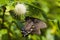 Spicebush Butterfly and Button Flowers 2