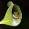 A Spicebush Butterfly larva avoids predation by constructing a leaf shelter to hide in during the day