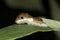 A Spicebush Butterfly larva avoids predation by constructing a leaf shelter to hide in during the day