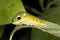A Spicebush Butterfly larva (Papilio troilus) avoids predation by resembling a snake - Grand Bend, Ontario, Canada