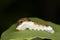 A Spicebush Butterfly larva uses mimicry to avoid predation by resembling a bird dropping