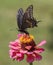 Spicebush Butterfly and pink Zinnia Blossom